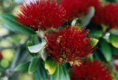 Pohutukawa - NZ Christams Tree