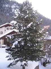 3120600187_d1ca839746